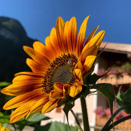 Διαμέρισμα Cesa Mandi E Miky Canazei